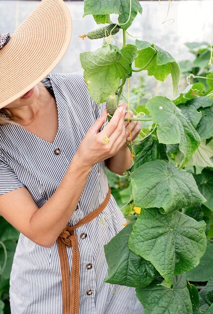 junge Frau, die frische Gurken im Gewächshaus erntet