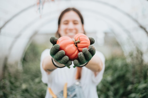 Junge Frau, die frisches Tomatengemüse aus dem Gewächshaus erntet, während sie Handschuhe benutzt und der Kamera zeigt Nachhaltigkeit und gesundes Ernährungskonzept Bio-Rohprodukte, die auf einer heimischen Farm angebaut werden