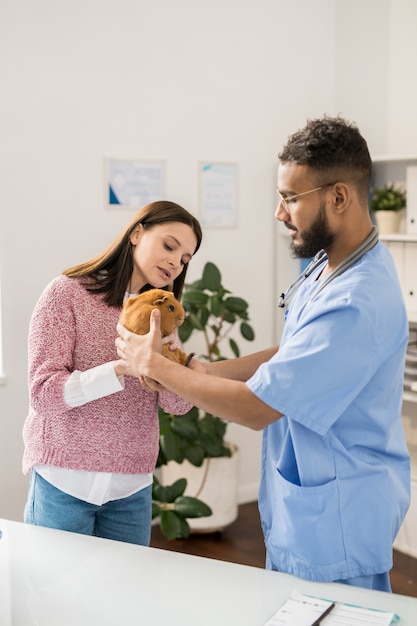 Junge Frau, die ihr braunes Meerschweinchen dem professionellen Tierarzt zeigt und über Problem mit seiner Gesundheit berät