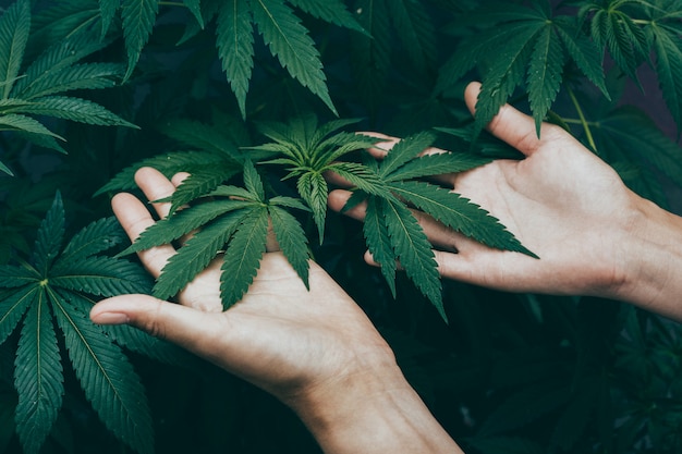 Junge Frau, die Marihuana-Pflanzen innerhalb einer Farm wächst