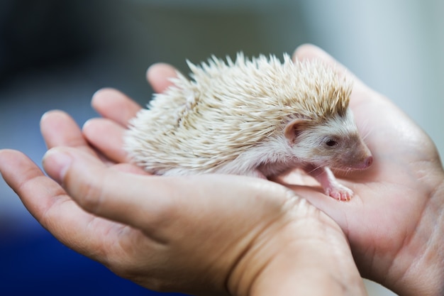 Junge Frau hält ein Igel in Händen