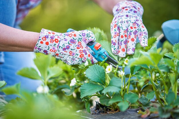 Junge Frau im Garten, die an Erdbeeren arbeitet, archivierte