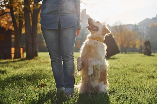 Junge Frau macht einen Spaziergang mit Golden Retriever im Park