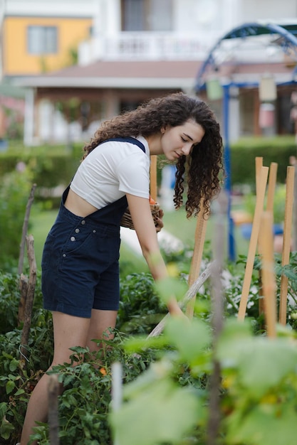 Foto junge frau mit dem lockigen haar, die tomaten in ihrem hinterhof erntet jugendlich mädchen, das im garten arbeitet landschaft, die vagetarische gesunde ernährung konzept lebt