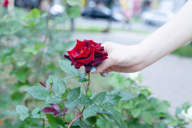 Junge Frau mit einer roten Rose im Park