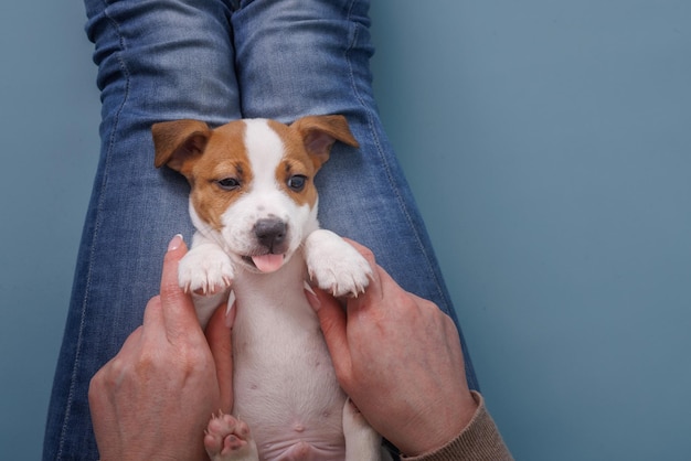 Junge Frau mit ihrem Welpen Jack Russell Terrier