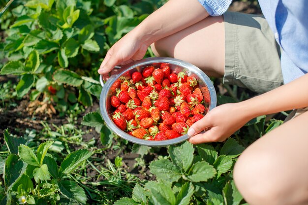 Junge Frau pflückt Erdbeeren aus dem Garten