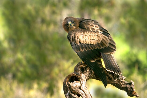 Junge Frau von aufgeladenem Eagle phale verwandeln