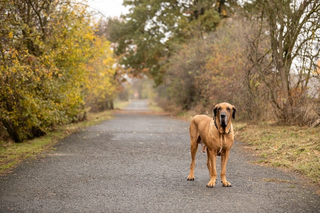 Junge Frau von Fila Brasileiro oder von brasilianischem Mastiff im Herbstpark