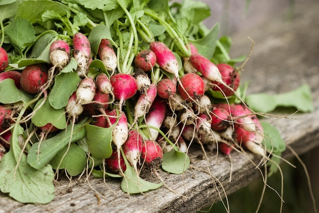 Junge, frisch angebaute Radieschen im Garten oder auf dem Bauernhof Nahaufnahme Reife Radieschen auf dem Hintergrund von Betten