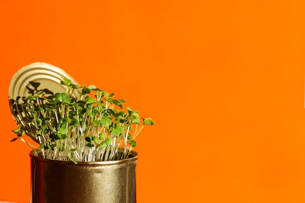 Junge frische gesunde Grüns in einer Metalldose auf einer orangefarbenen Hintergrundnahaufnahme. . Selbstversorgung des Hauses