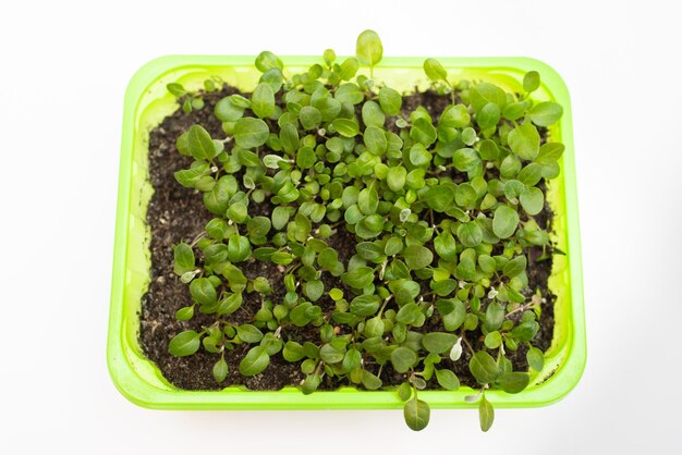 Junge frische grüne Sprossen von Sämlingen von landwirtschaftlichem Gemüse in einem grünen Behälter auf weißem Hintergrund