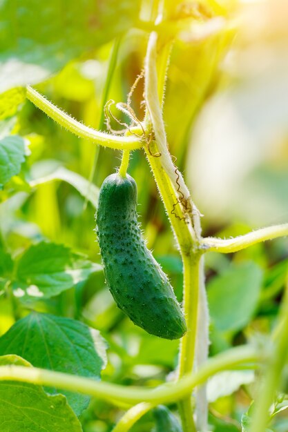 Junge frische Gurke, die im Garten wächst.