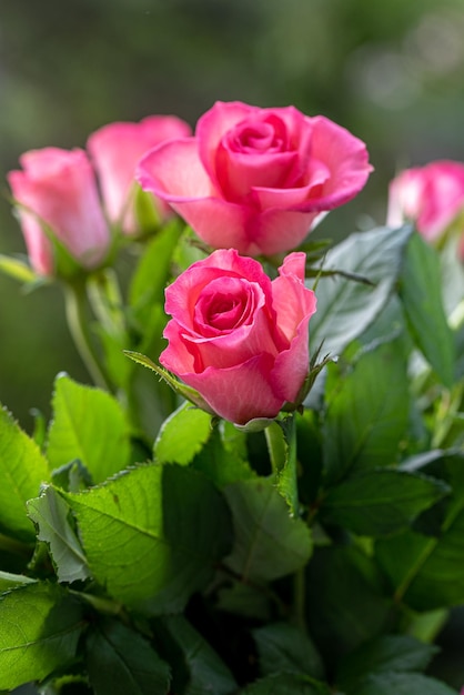 Foto junge frische rosa rosenblüte