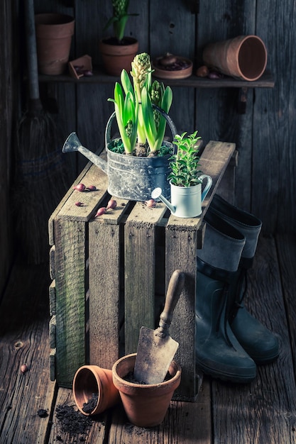 Junge Frühlingsblumen in einem alten Holzschuppen