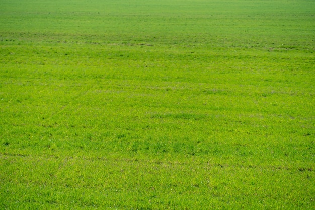 Junge Frühlingssprossen von Grün und Weizen auf der Plantage Ein ökologisch sauberer Ort für den Anbau von Getreide