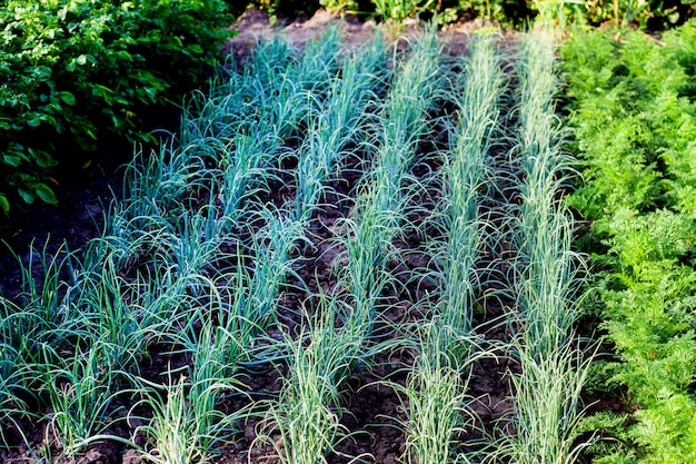 Junge frühlingszwiebeln neben der karotte wachsen in bewaldeten, gepflegten beeten im garten im freien