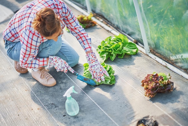 Junge Gärtnerin, die im Gewächshaus mit Salat arbeitet