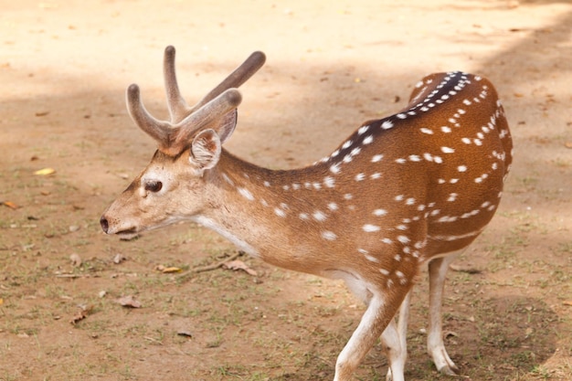 Junge gefleckte Hirsche auf der Insel Ross, Andamanen und Nikobaren, Indien