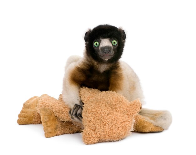 Junge gekrönte Sifaka, Propithecus Coronatus isoliert