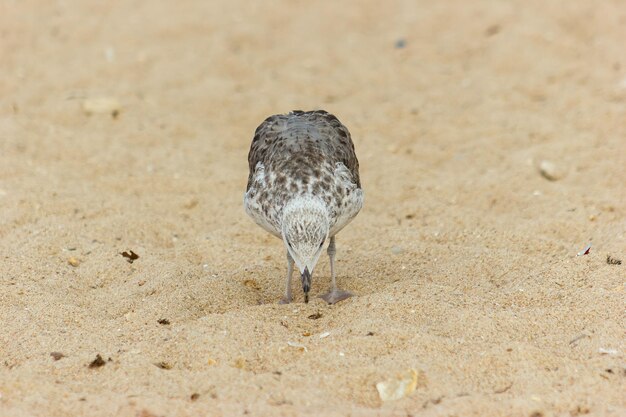 Junge gelbbeinige Möwe Larus michahellis auf der Suche nach Nahrung im Sand am Strand