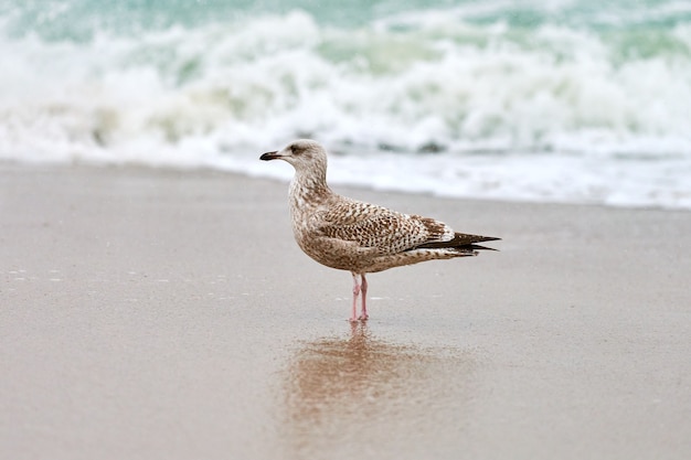 Junge gelbbeinige Möwe, Larus michahellis, die an der Küste nahe der Ostsee geht.