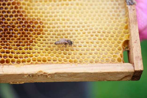 Junge gerade geborene Bienenkönigin auf Rahmen mit Honig