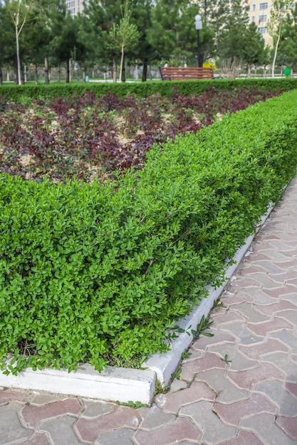 Junge getrimmte Ligustrum-Büsche im Park im Frühjahr