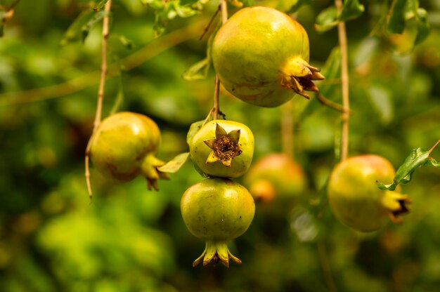 Junge Granatapfelfrüchte Malum Granatum auf seinem Ast