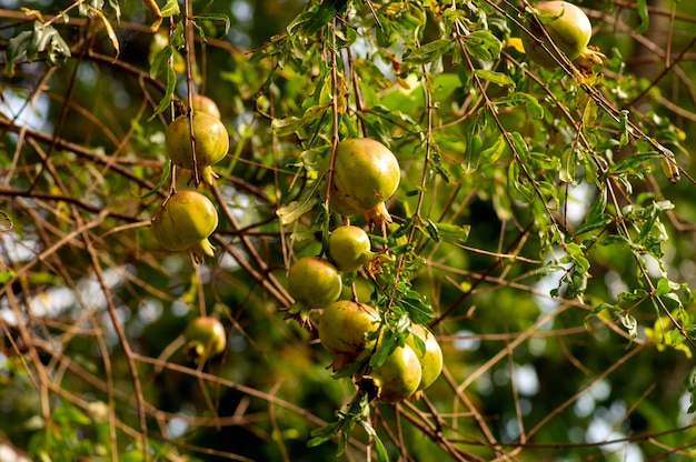 Junge Granatapfelfrüchte Malum Granatum auf seinem Ast