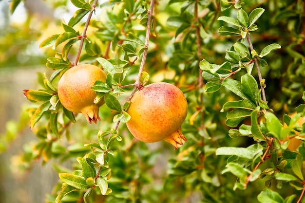 Junge Granatapfelfrüchte wachsen auf einem Baum