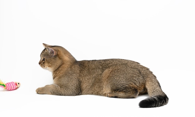 Junge graue Katze schottischer Chinchilla mit geraden Ohren liegt auf weißem Hintergrund und spielt mit einem Spielzeug, einem lustigen und niedlichen Tier