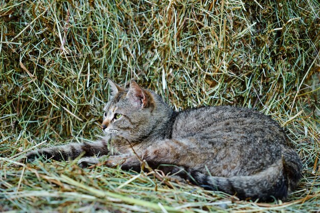 Junge graue Outbred-Katze mit grünen Augen liegt in einem Stapel frischen Heukopfes, der nach links gedreht ist Dorf einfaches Leben Eine gestreifte ländliche Katze schläft auf einem Heuboden