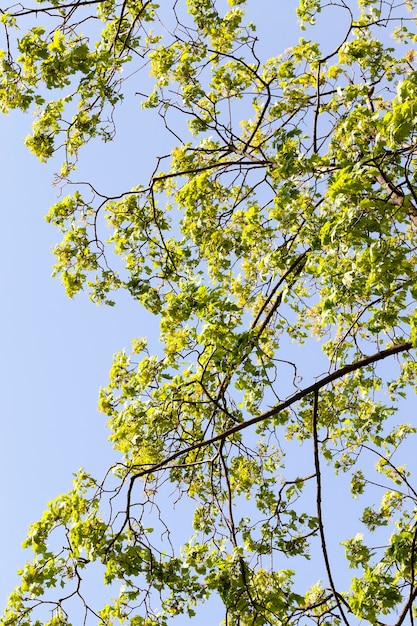 Junge grüne Ahornblätter an einem Ort mit schönen Knospen in der Frühlingssaison, Erholung im Freien und Beobachtung