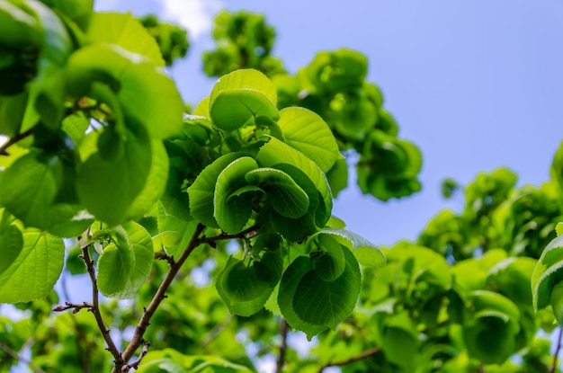 Junge grüne Blätter auf einem Ast im Sommer.