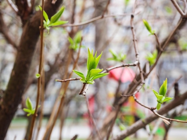 junge grüne Blätter und Knospen auf den Ästen in einem Stadtpark