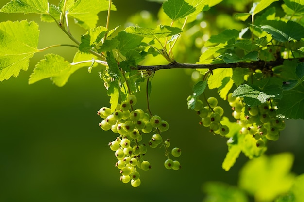 junge grüne blätter und rote johannisbeerbeeren an einem sonnigen tag