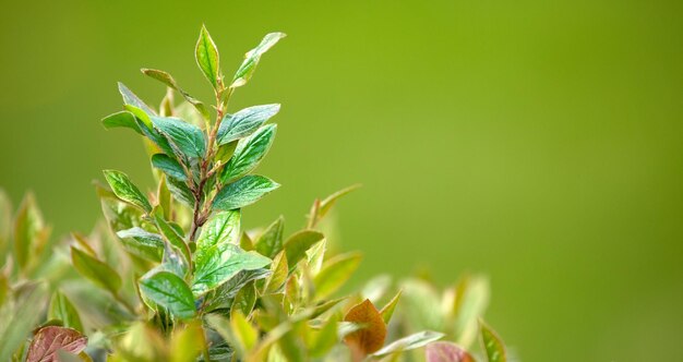 Junge grüne Blätter von Spirea natürlichen Hintergrund.