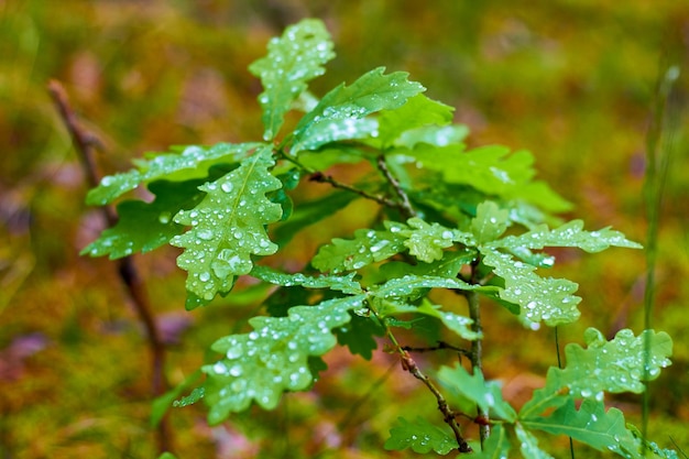 Junge grüne Eichenblätter mit Tauregentropfen im Wald Schönheit in der Natur