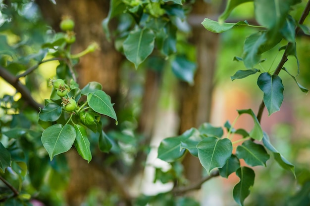 Junge grüne Äpfel hängen an einem Baumzweig Anbau von Bio-Obst im Garten