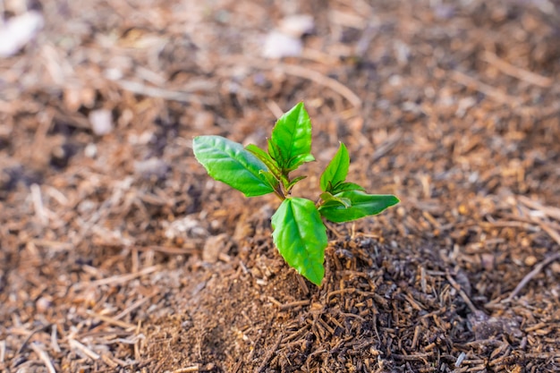 Junge grüne Pflanze, die auf einem Garten mit Sonnenlicht wächst