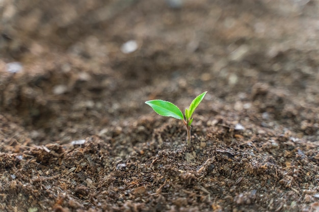 Junge grüne Pflanze, die auf einem Garten mit Sonnenlicht wächst