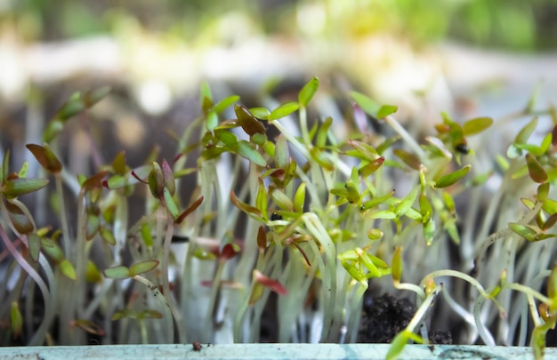 Junge grüne Sämlingssprossen Gartenkonzept