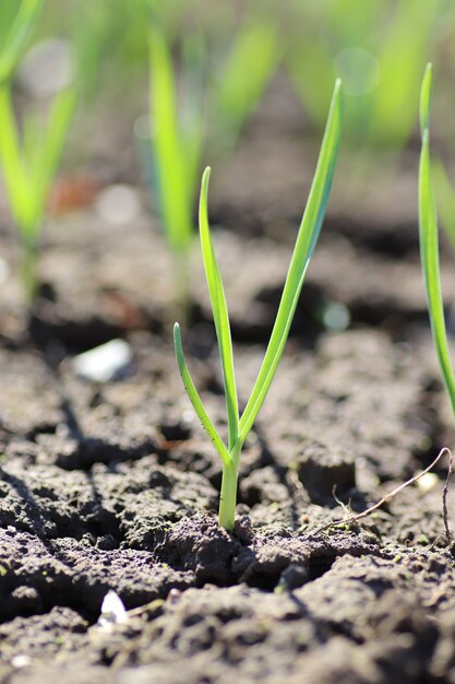 junge grüne Sprossen im Frühjahr sprießen an einem sonnigen Tag aus dem Boden