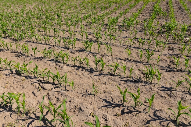 Junge grüne Sprossen schießen Mais auf dem landwirtschaftlichen Feld Hintergrund