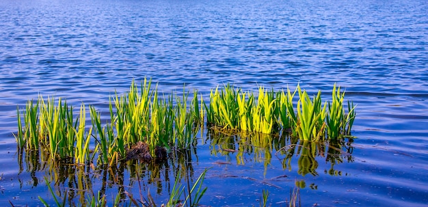 Junge grüne Stängel Segge auf dem blauen Wasser des Hintergrunds im Fluss