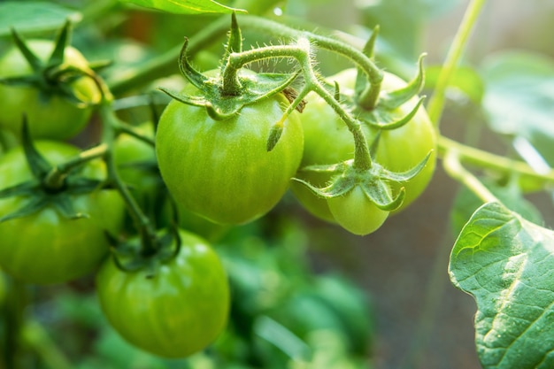 Junge grüne Tomate im Biohof