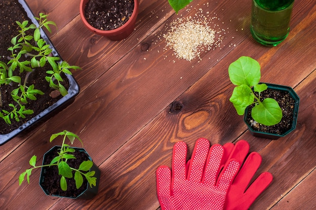 Junge grüne Tomaten- und Auberginensämlinge in Töpfen, Gartenhandschuhen, Showel und Wasser