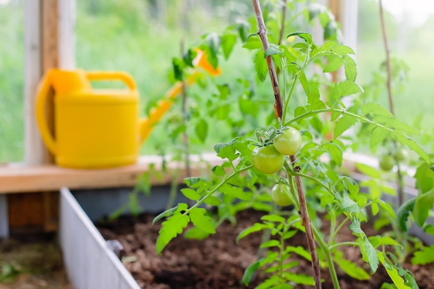 Junge grüne Tomatenfrüchte wachsen auf einem Strauch in einem Gartenbeet in einem Gewächshaus