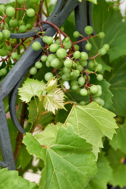 Junge grüne Trauben wachsen auf einem Metallzaun. Anbau von Ziertrauben im Garten